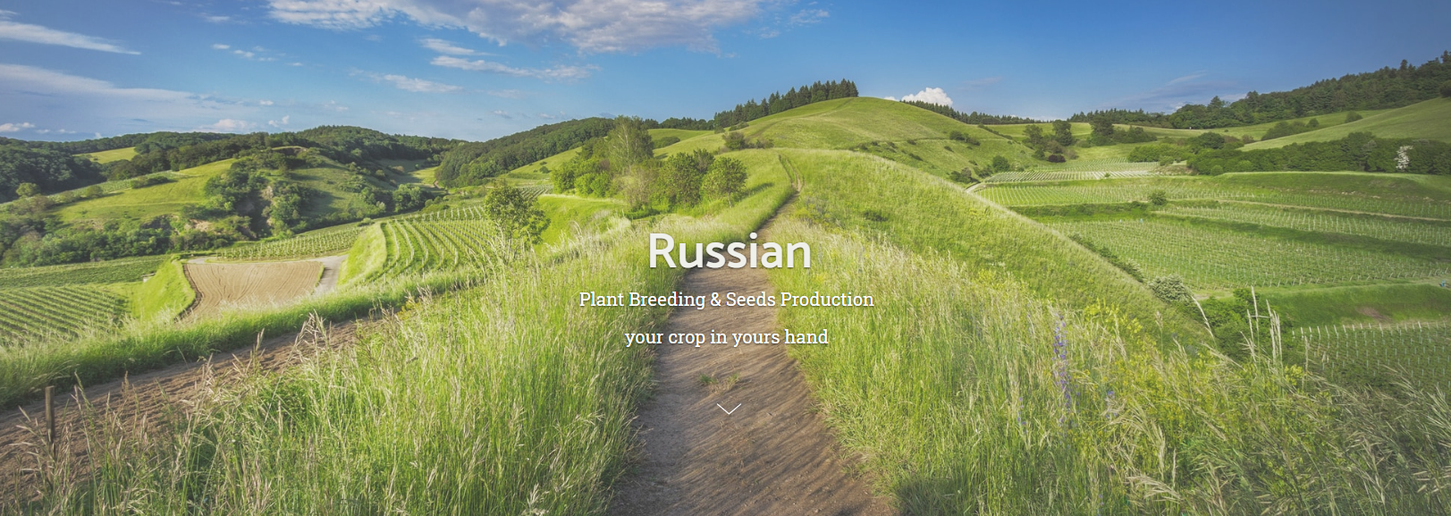 Russian-Seeds Russian-Seeds