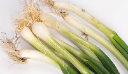 Onion Seeds Bunching Italy Update