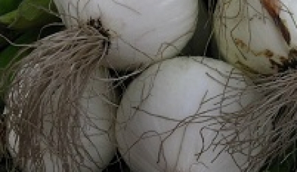 Onion Seeds White Italy Update